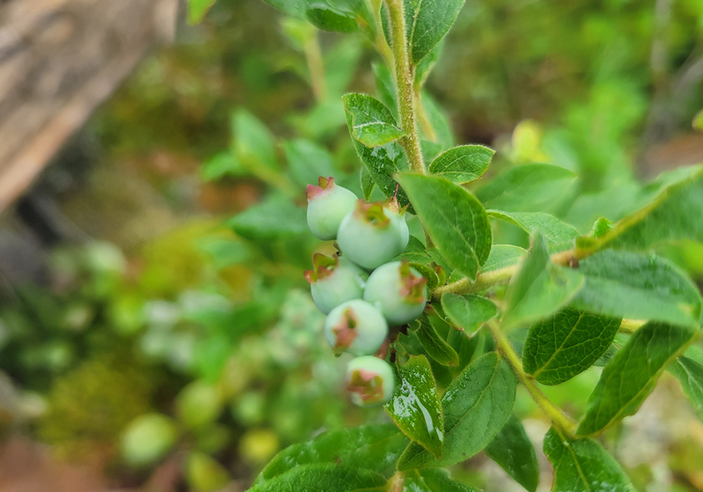 Berries at Northern Headwaters.