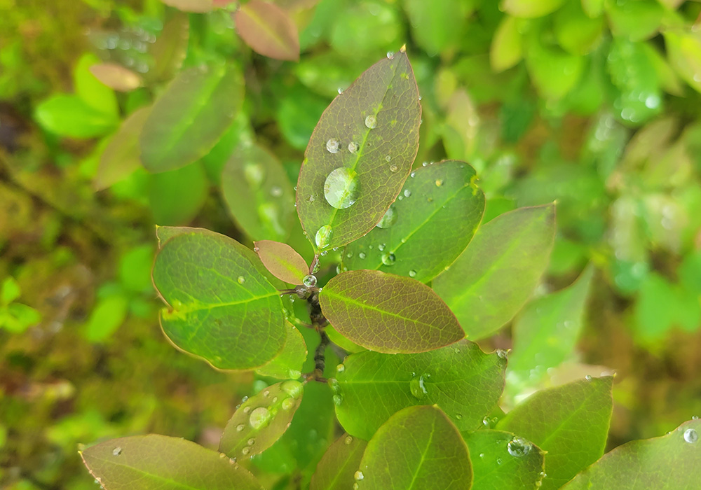 Folliage at Northern Headwaters.