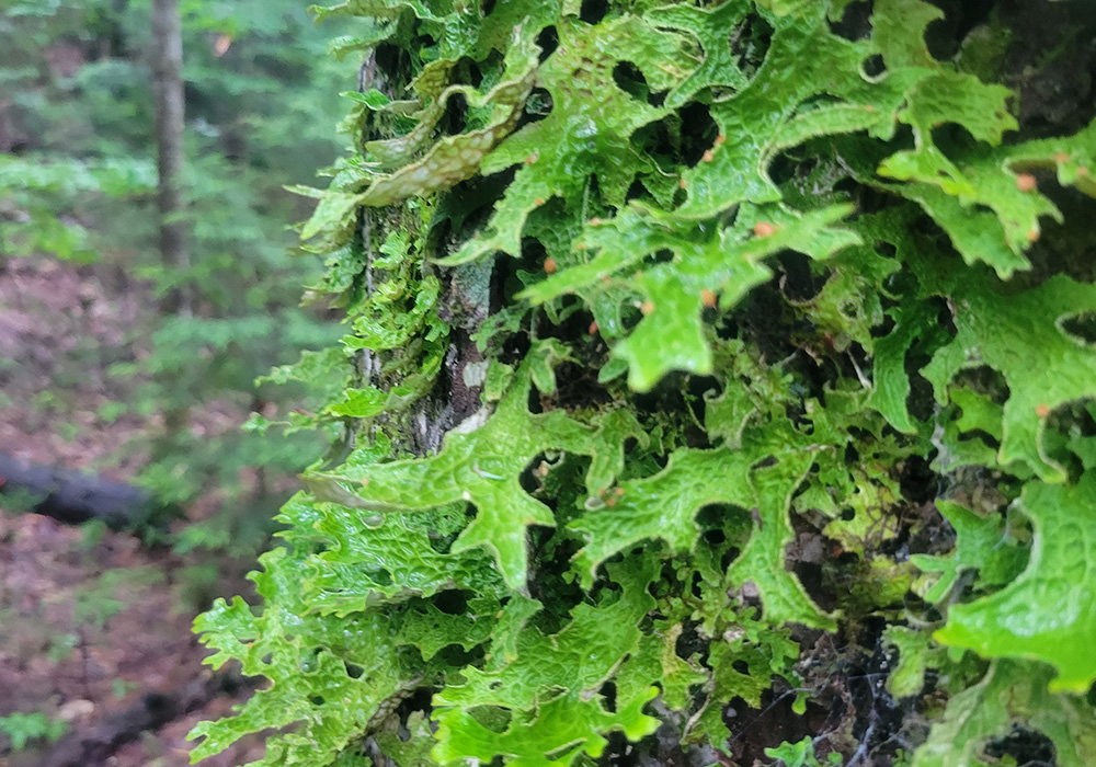 Folliage at Northern Headwaters.