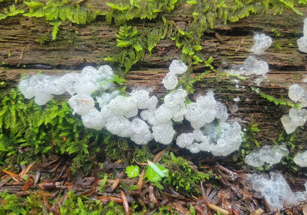 Log with moss at Northern Headwaters.