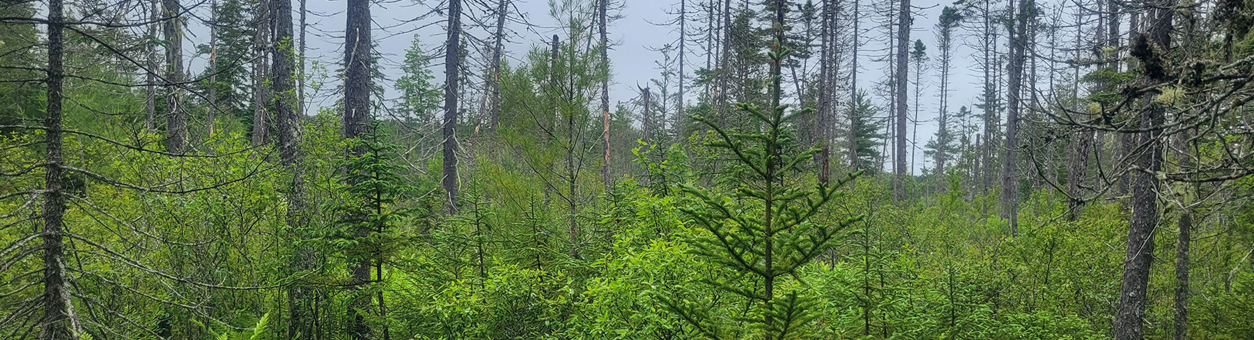 Northern Headwaters -Header Image