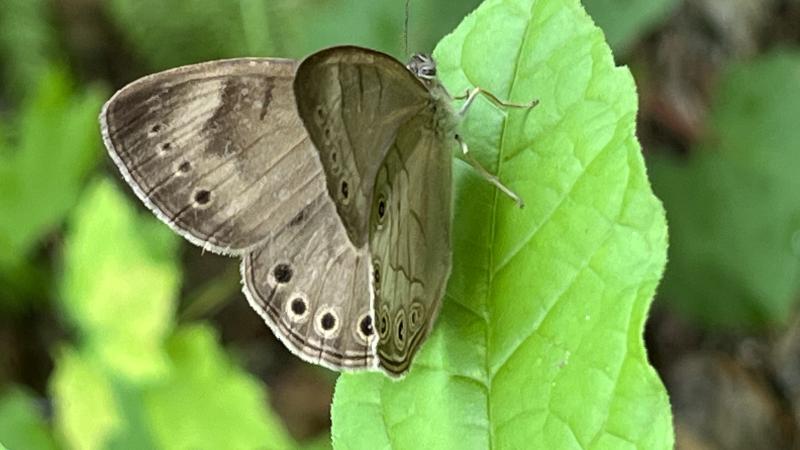 Appalachian brown