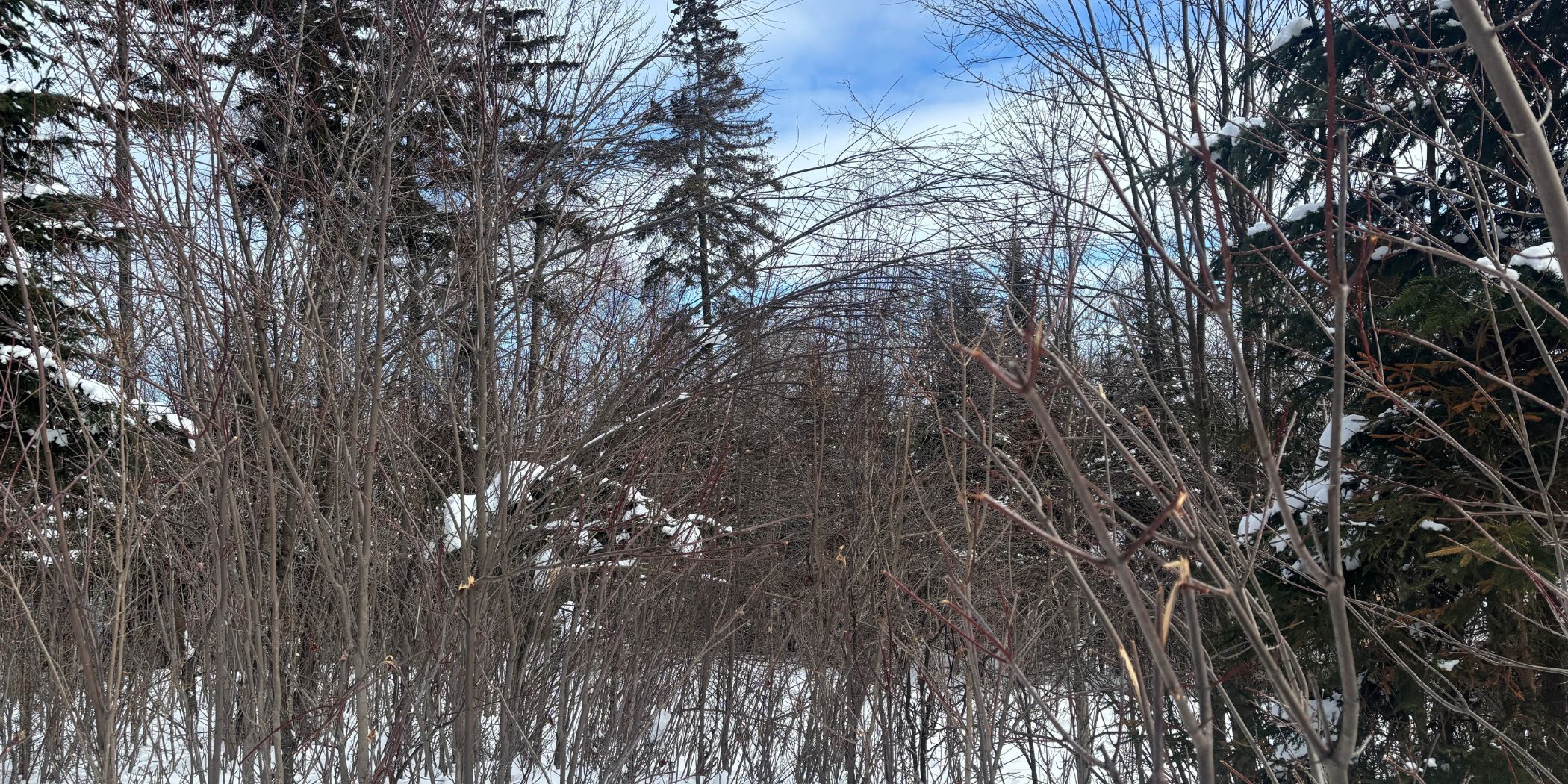 Landscape with trees
