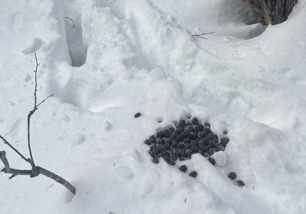 Moose tracks and scat in the snow