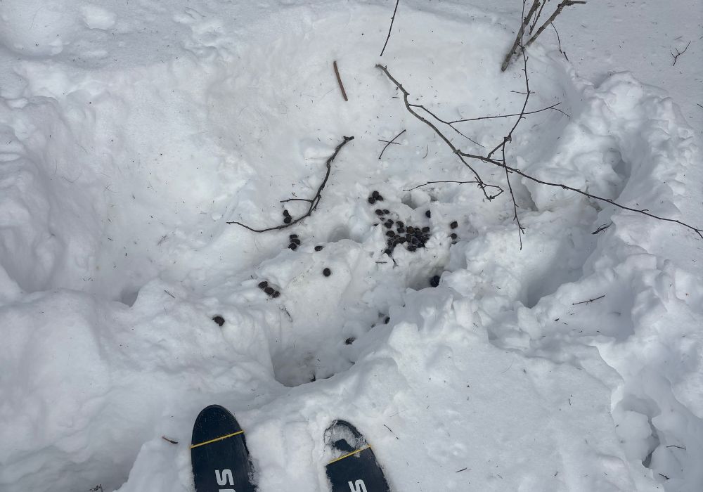 Moose tracks and scat in the snow