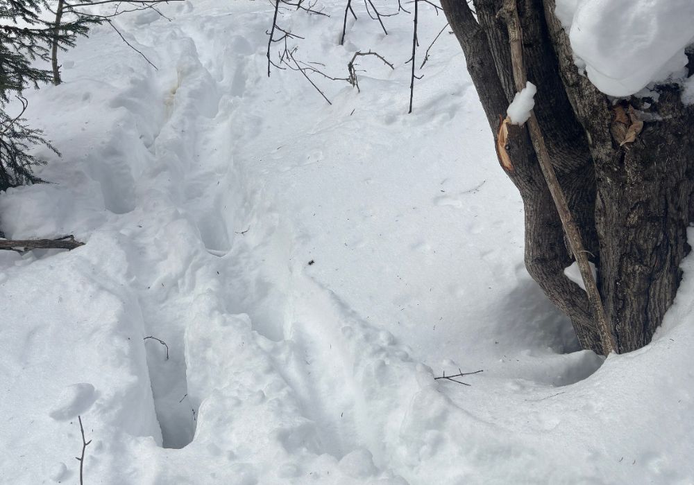 Moose tracks in the snow