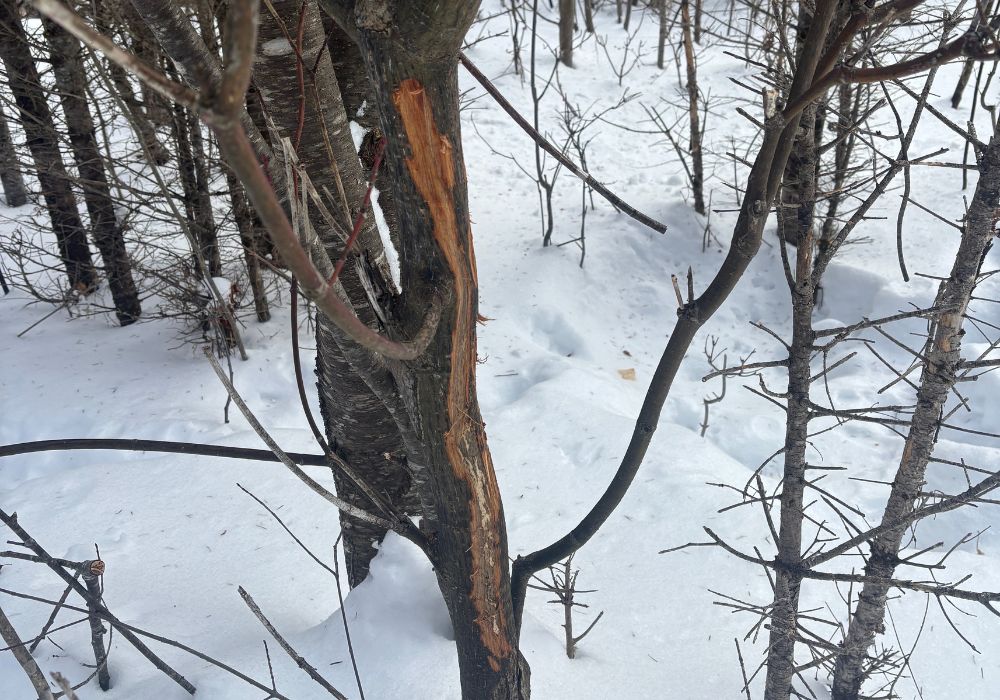 Tree with moose markings