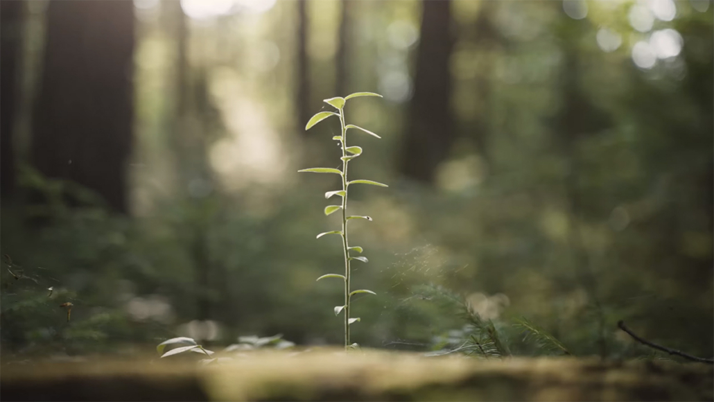 Northeast Wilderness Trust Awards $50,000 in Grant Funding to Support Wilderness Research