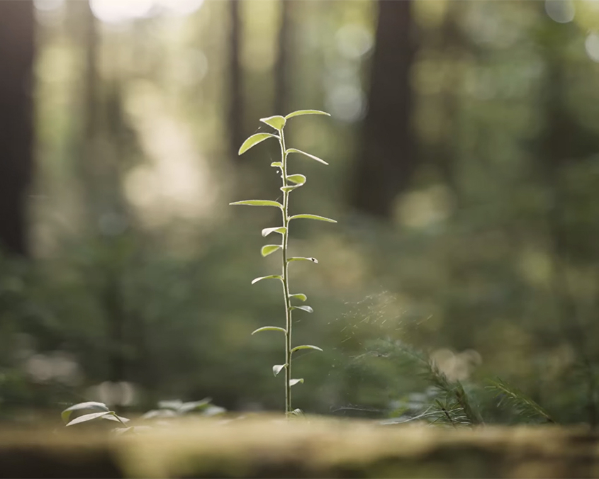 Northeast Wilderness Trust Awards $50,000 in Grant Funding to Support Wilderness Research