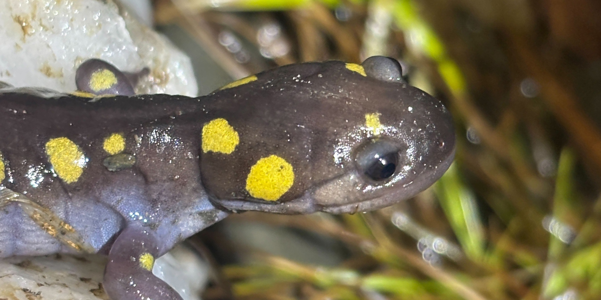 Spotted Salamander head