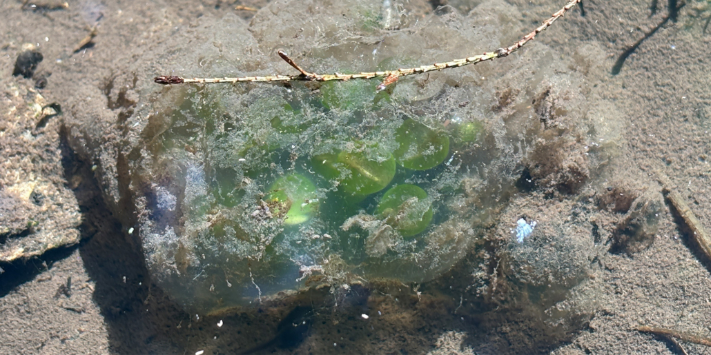 A Fondness for Salamander Eggs