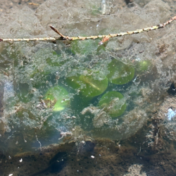 Spotted salamander eggs close up