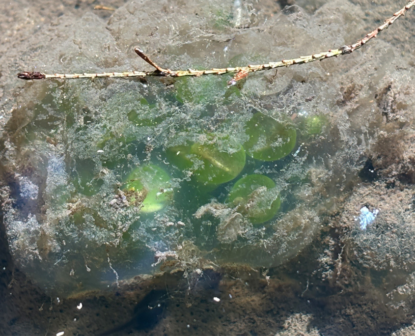 A Fondness for Salamander Eggs