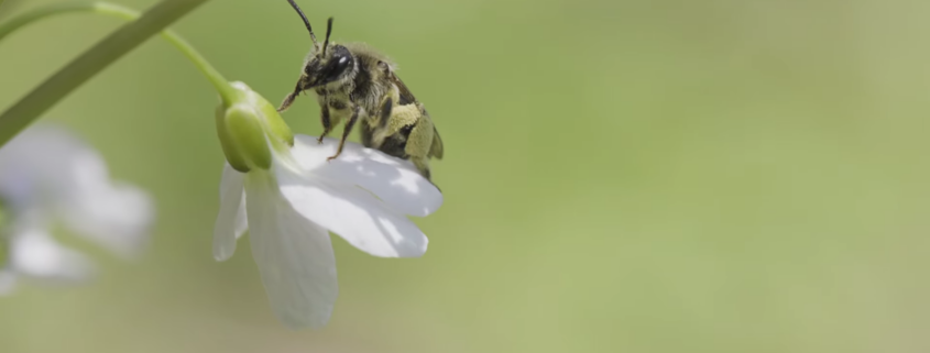Bee sitting on a flower.