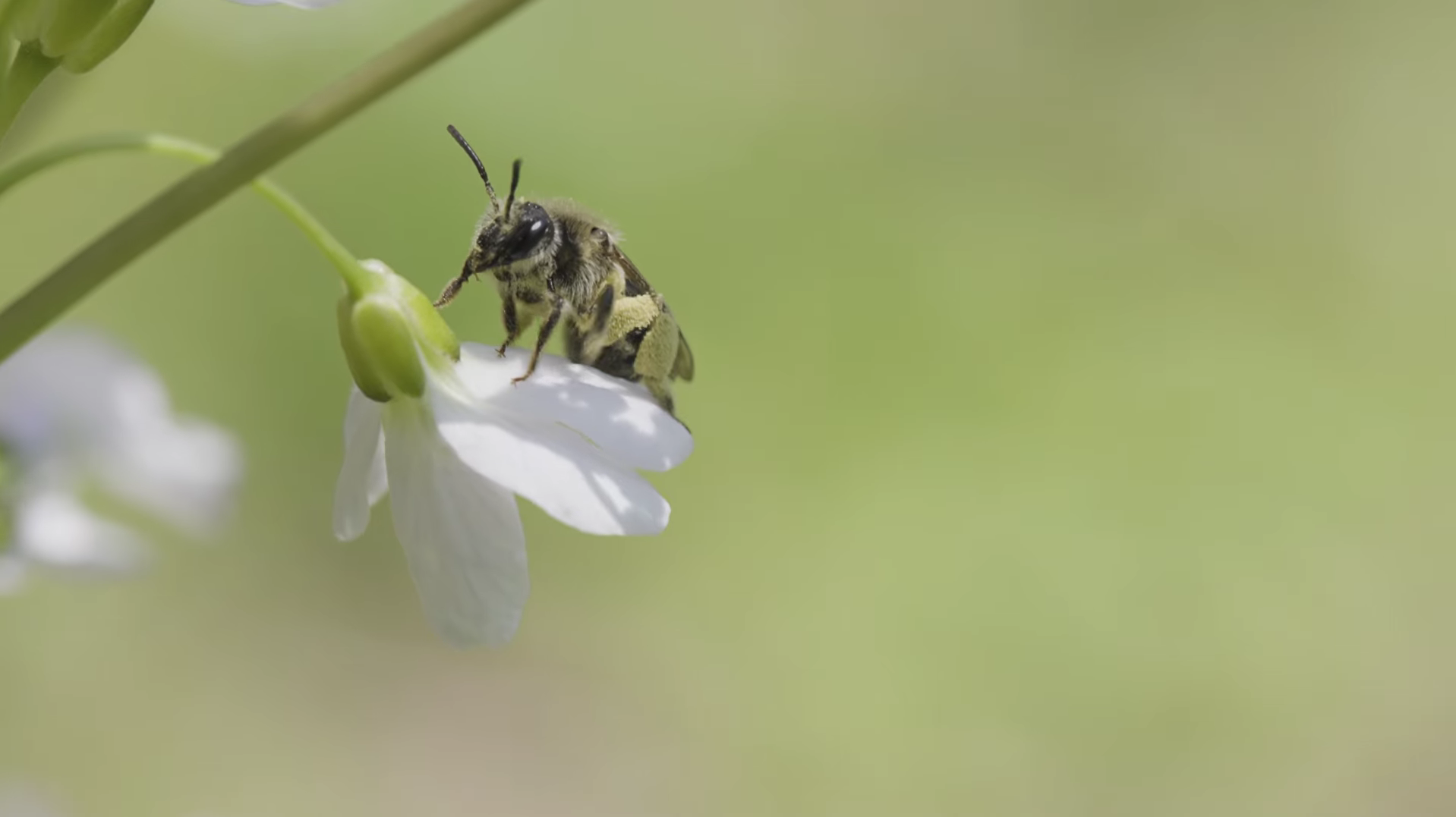 Bee sitting on a flower.