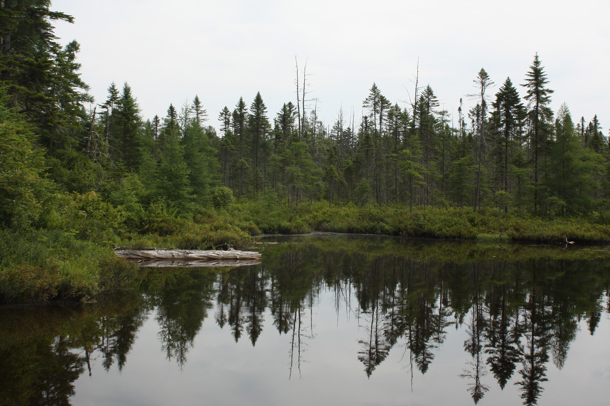 Edge of a pond.