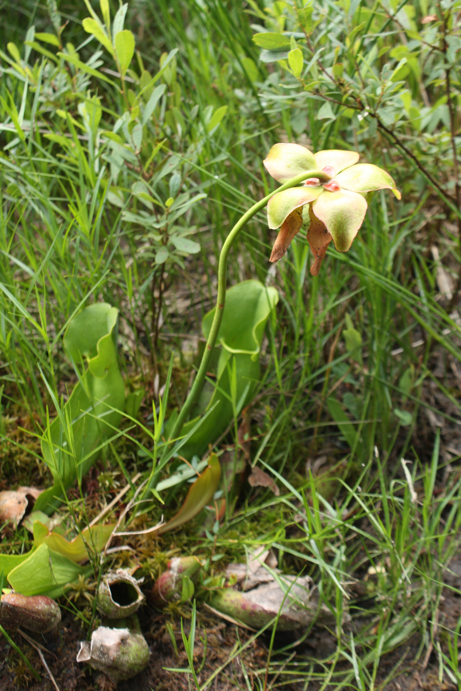 Pitcher plant; Rose pogonia.