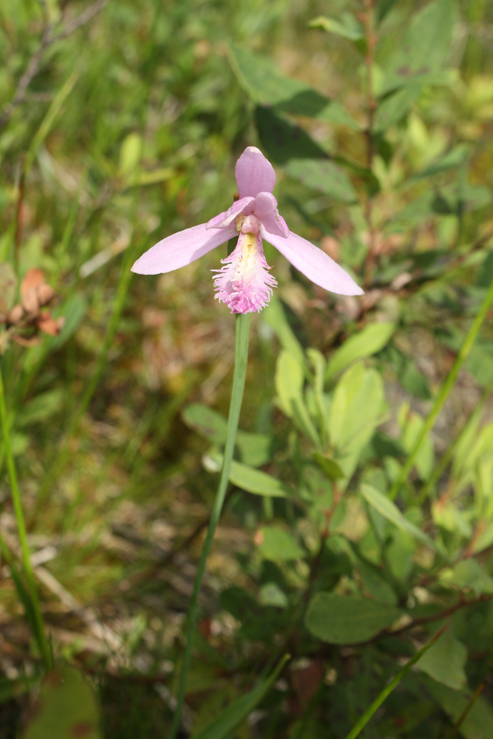 Pitcher plant; Rose pogonia.