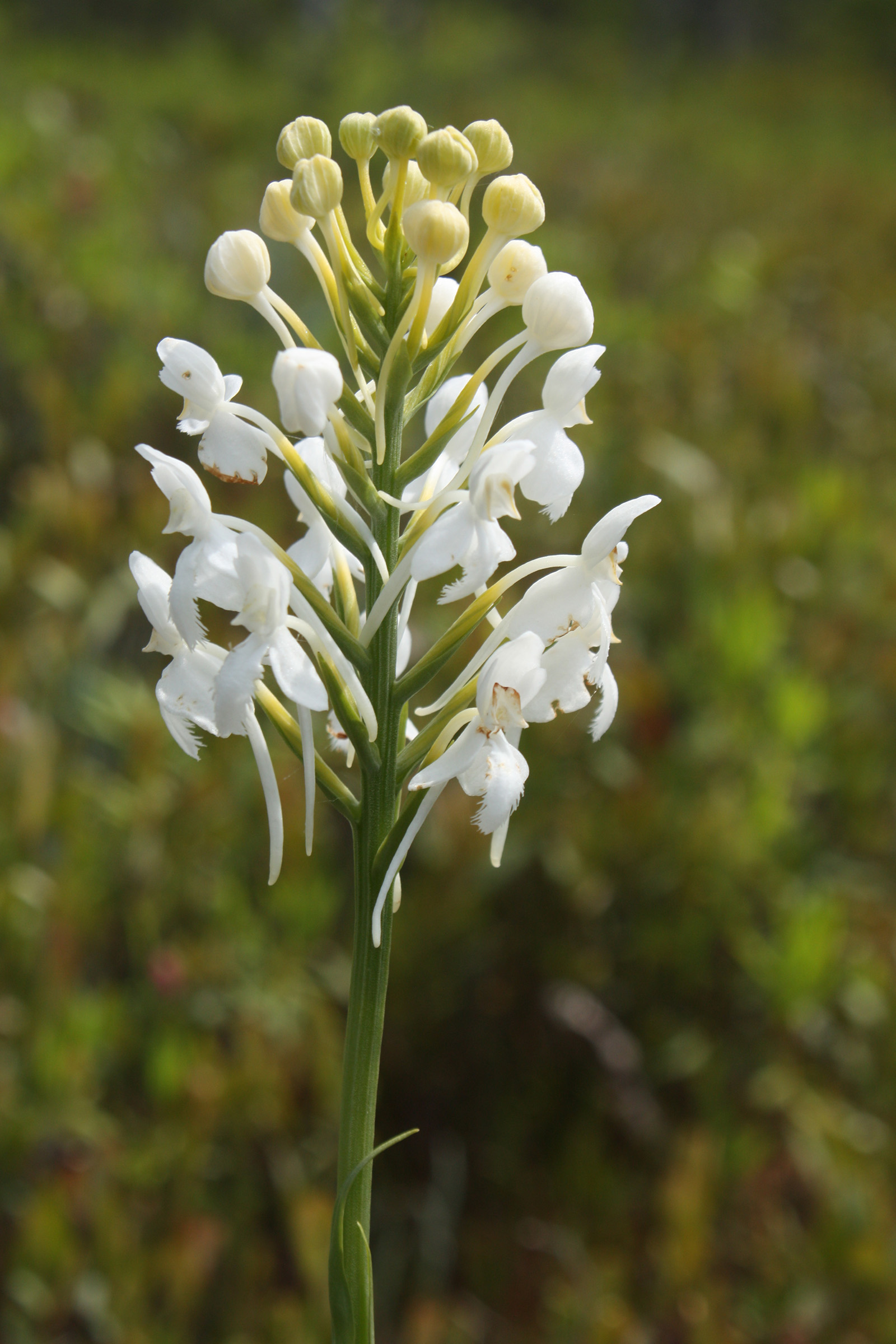 White-fringed bog-orchid.