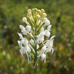 White-fringed bog-orchid