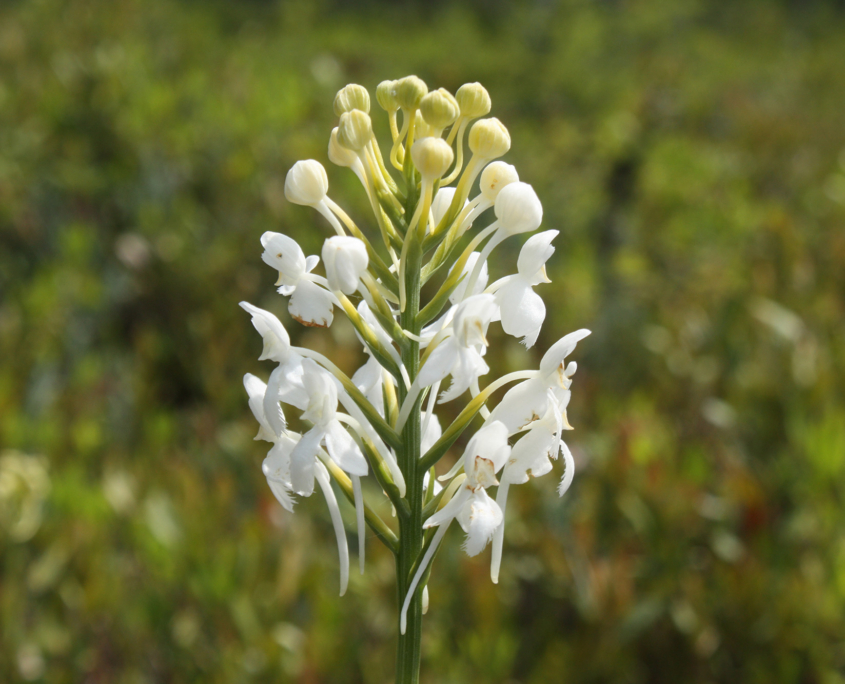 The Floral Delights of a Poor Fen