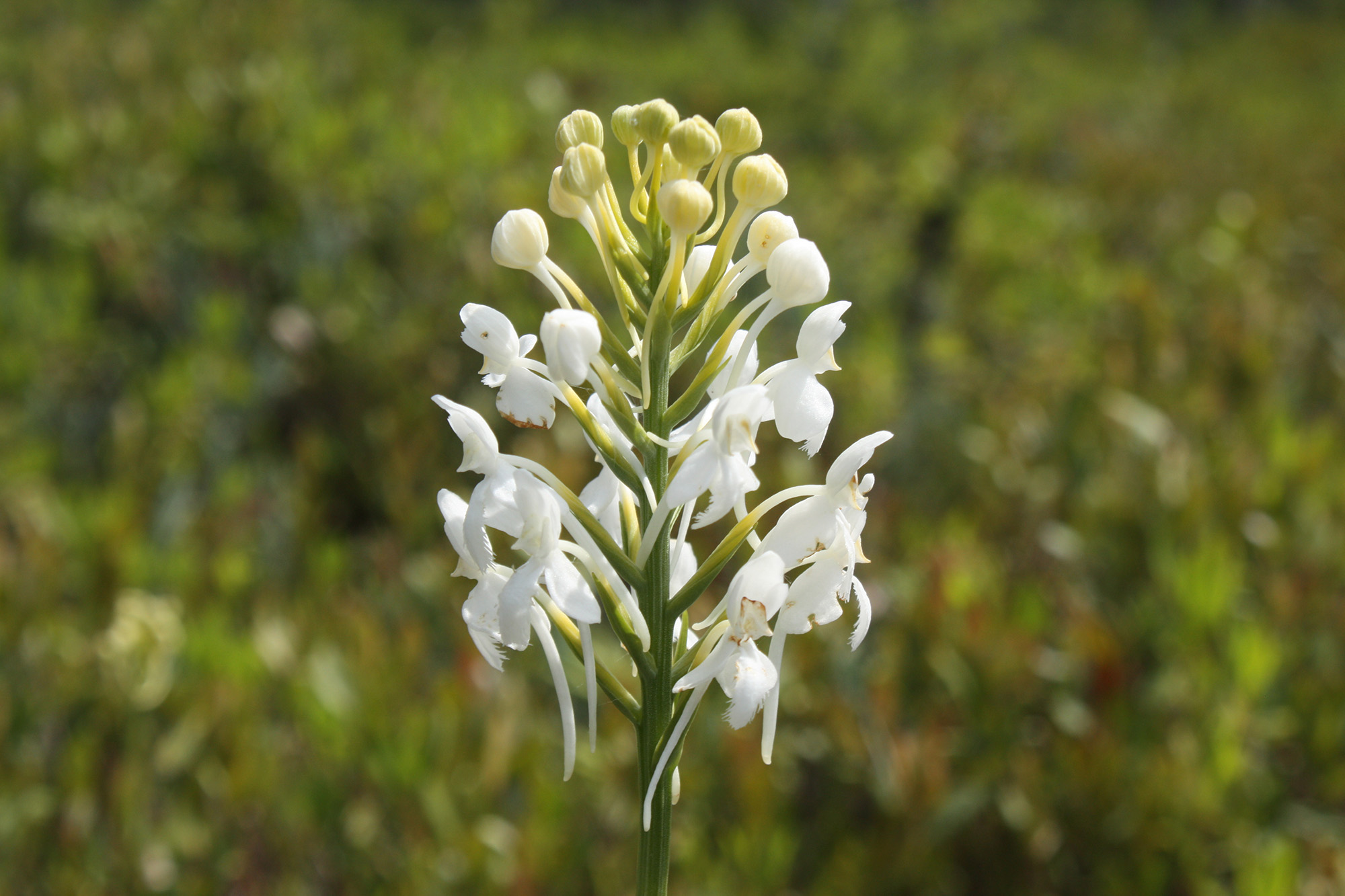 White-fringed bog-orchid