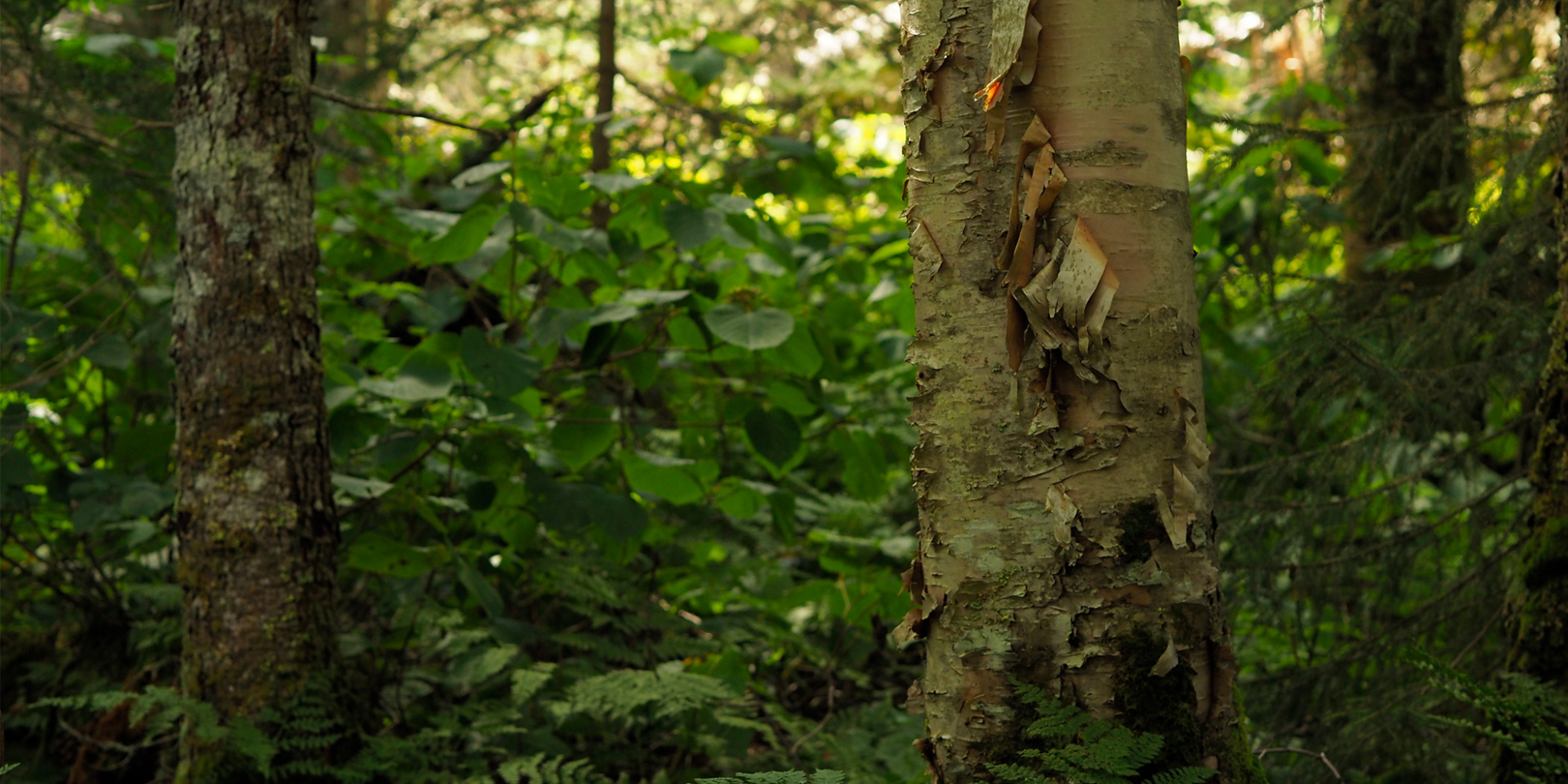 Magalloway_Shelby_Banner and Feature Image 1