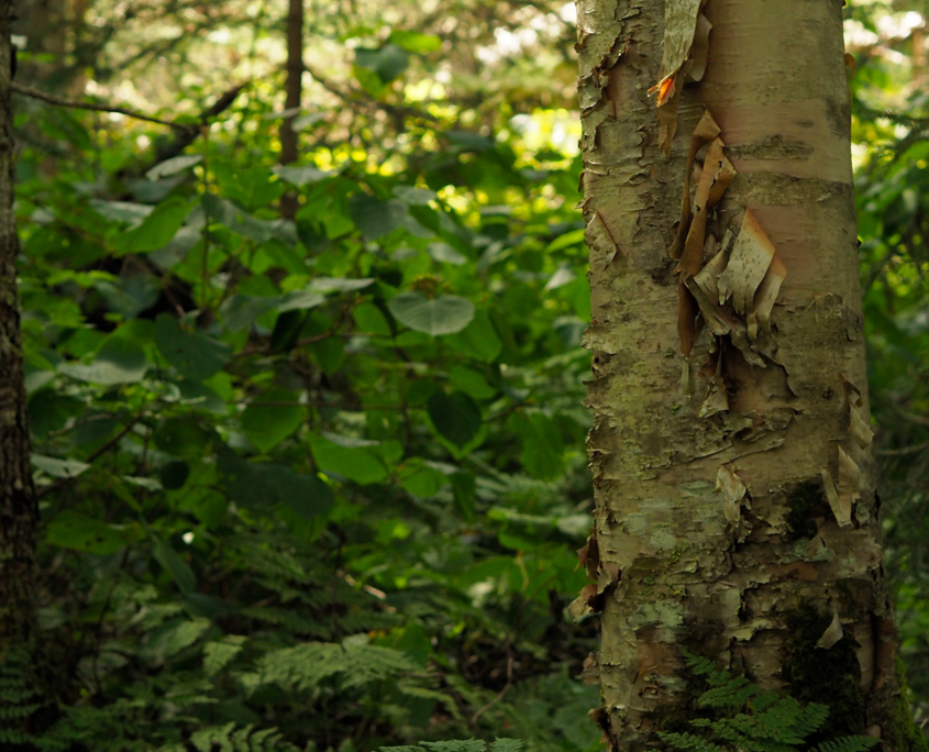 Research Summary: Forest Structure Diversity Depends on Age and Management