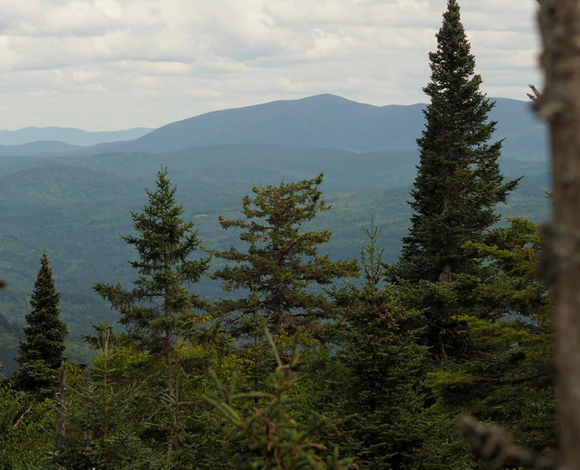 In Search of an Old Forest