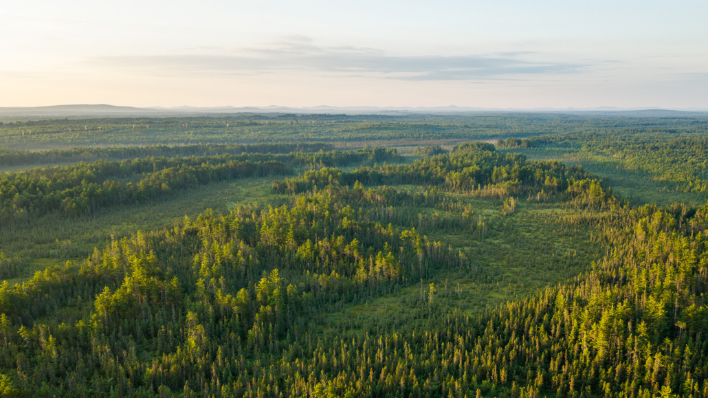 Thousand-Acre Bog Wilderness Preserve