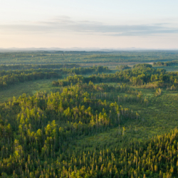 Thousand-Acre Bog Wilderness Preserve