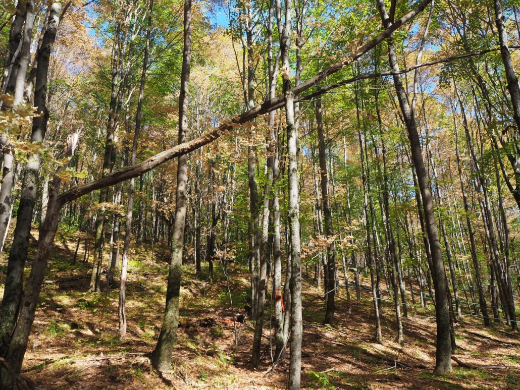 First Conservation Project in Vermont