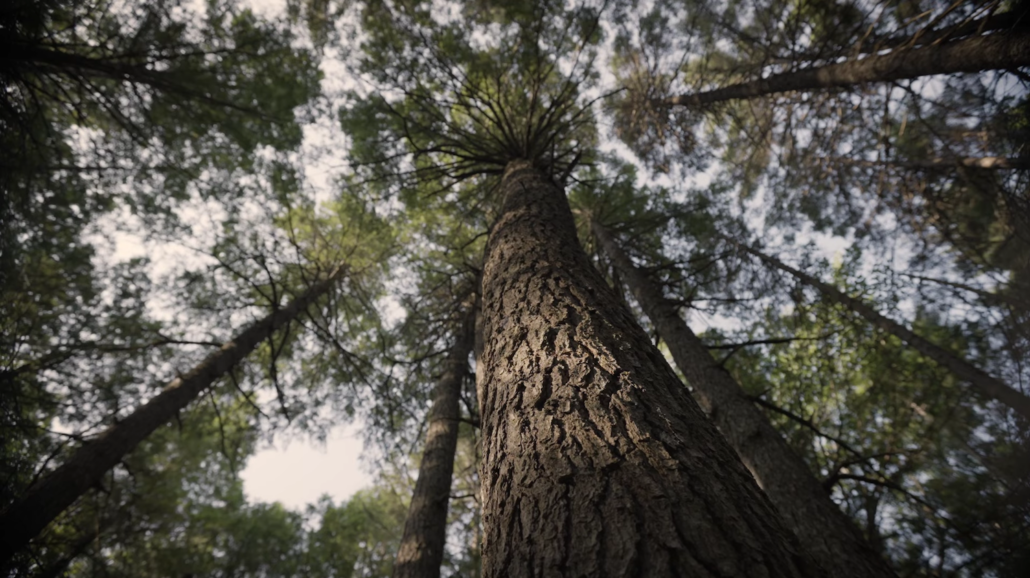 Howland Research Forest Protected