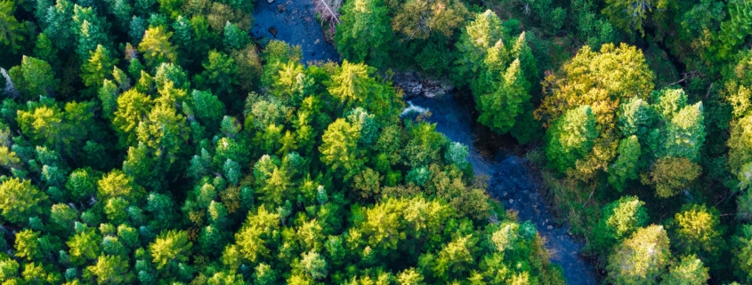 Drone view of trees at Magalloway Wilderness Preserve.