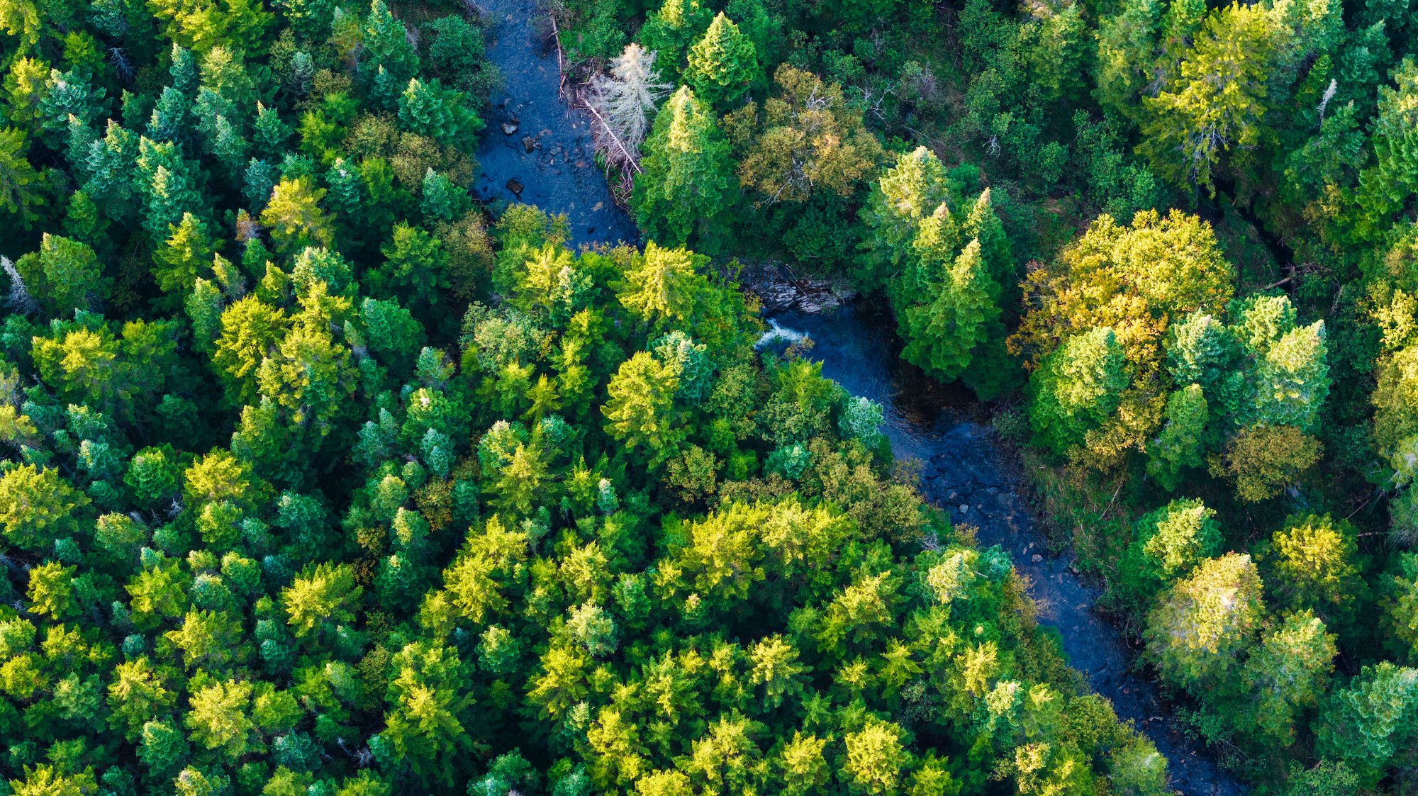Drone view of trees at Magalloway Wilderness Preserve.