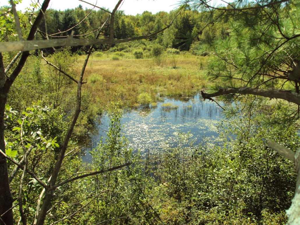 NEWT’s First Conservation Project