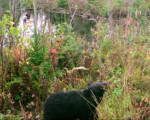 Black bear