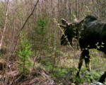 Moose moose in vermont