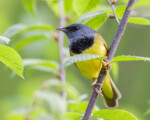Mourning Warbler by Larry Master, www.masterimages.org