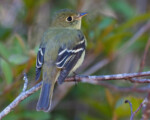 Yellow-bellied Flycatcher by Larry Master, www.masterimages.org