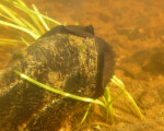 There are only three known, healthy populations of eastern pearlshell mussel. One of those lives in the Grasse River. Photo by Ethan Nedeau.