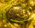 There are only three known, healthy populations of eastern pearlshell mussel. One of those lives in the Grasse River. Photo by Ethan Nedeau.