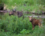 Moose use the Algonquin to Adirondack Corridor not only to move around, but also to forage and raise their young. Photo by Larry Master, www.masterimages.com