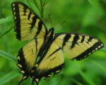 Eastern Tiger Swallowtail