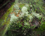Lichen