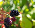 Blackberries