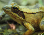 Wood Frog