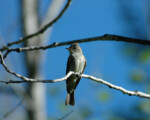 Eastern Wood Peewee - Carl Savignac