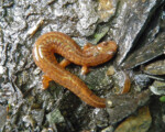 Spring Salamander - Nature Conservancy of Canada