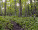 Trail on Mount Sutton Preserve - La Halte Studio